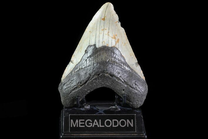 Megalodon Tooth - North Carolina #82924